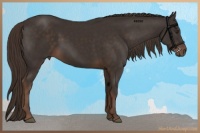 Horse Color:Liver Chestnut 