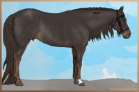 Horse Color:Liver Chestnut Rabicano 