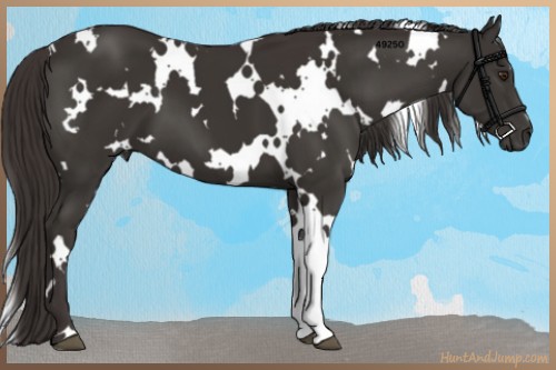 Horse Color:White Spotted Liver Chestnut