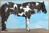 Horse Color:White Spotted Liver Chestnut 