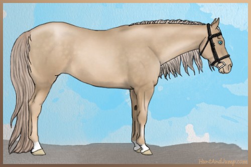Horse Color:Chocolate Palomino Pearl 