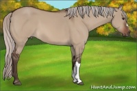 Horse Color:Silver Brown Dun