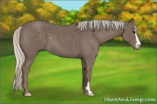 Horse Color:Unknown 