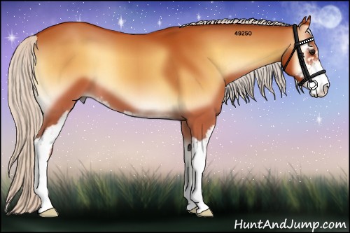 Horse Color:Silver Buckskin Onyx Sabino 