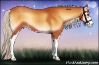 Horse Color:Silver Buckskin Onyx Sabino 