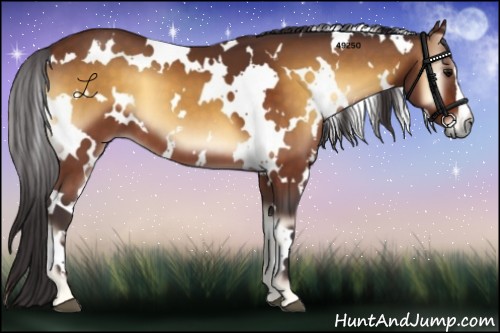 Horse Color:White Spotted Buckskin Onyx