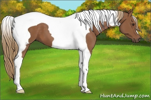 Horse Color:Chestnut Tobiano