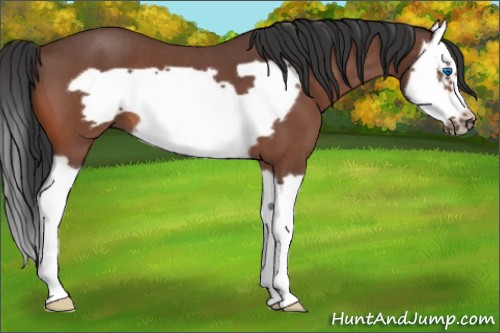 Horse Color:Brown Roan Splash Frame 