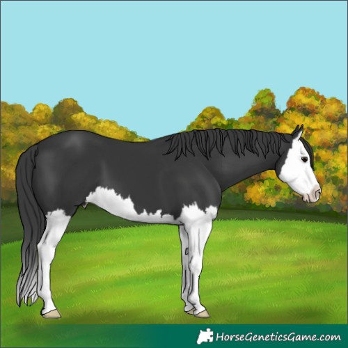 Horse Color:Black Splash 
