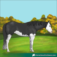 Horse Color:Black Splash