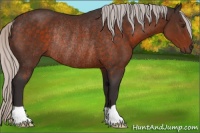Horse Color:Silver Brown Rabicano 