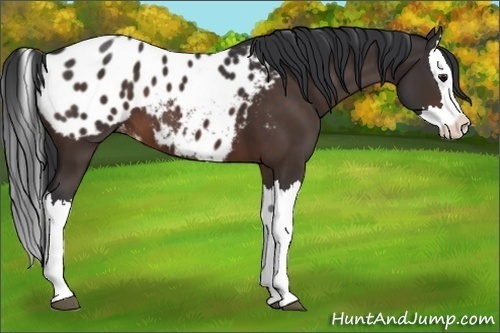 Horse Color:Brown Splash Appaloosa 