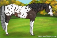 Horse Color:Brown Splash Appaloosa