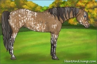 Horse Color:Chocolate Palomino Splash Appaloosa and Buckskin Dun