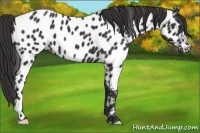 Horse Color:Liver Chestnut Appaloosa 