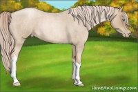 Horse Color:Chocolate Palomino Roan Pearl 