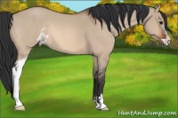 Horse Color:Bay Roan Dun Sabino 