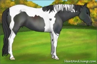 Horse Color:Black Tobiano 