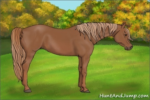 Horse Color:Chestnut 
