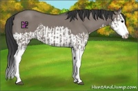 Horse Color:Grullo Sabino Splash  and Grullo Sabino Splash 