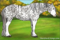 Horse Color:Grullo Sabino Splash and Grullo Sabino Splash Appaloosa