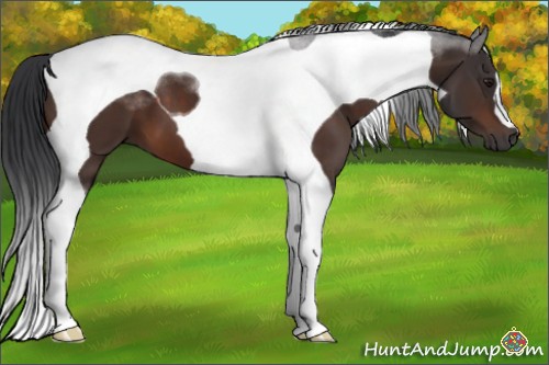 Horse Color:Brown Tobiano