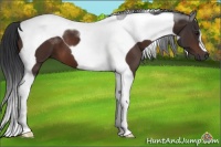 Horse Color:Brown Tobiano 