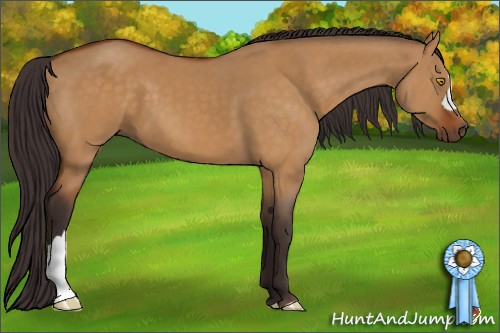 Horse Color:Buckskin Dun