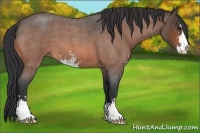 Horse Color:Brown Roan Sabino