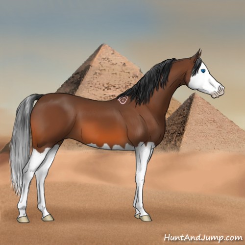 Horse Color:Bay Splash 