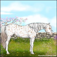 Horse Color:Amber Champagne Splash Appaloosa 