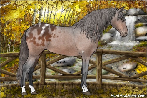 Horse Color:Bay Appaloosa 