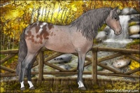 Horse Color:Bay Appaloosa 
