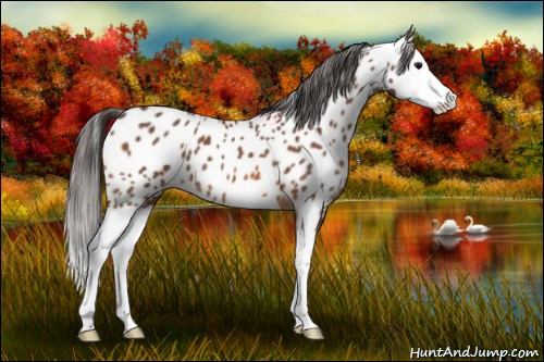 Horse Color:Bay Splash Near Leopard 