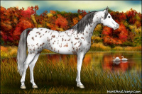 Horse Color:Bay Splash Appaloosa