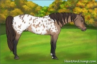 Horse Color:Brown Dun Appaloosa 