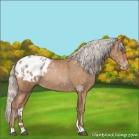 Horse Color:Silver Black Pearl Snowflake Varnish 
