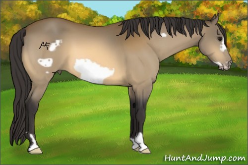 Horse Color:Buckskin Frame 
