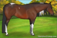 Horse Color:Bay Tobiano 