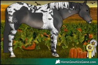 Horse Color:Black Tobiano 