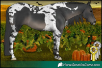 Horse Color:Black Tobiano 