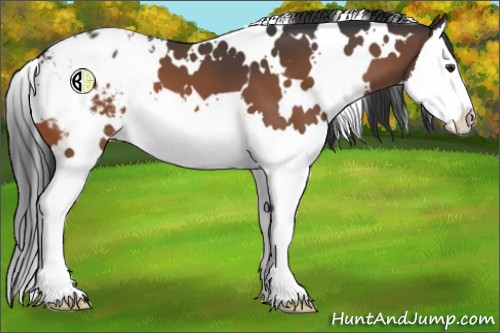 Horse Color:White Spotted Brown Splash Appaloosa 