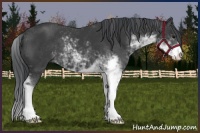 Horse Color:Black Sabino