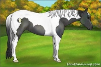 Horse Color:Black Tobiano 
