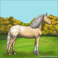 Horse Color:Silver Classic Cream Champagne Appaloosa