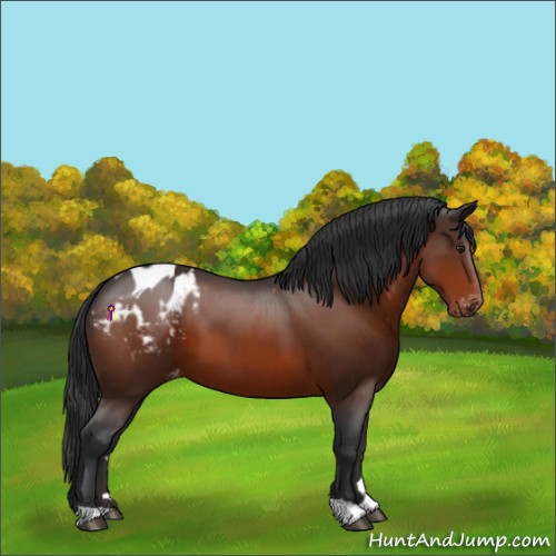 Horse Color:Brown Appaloosa 