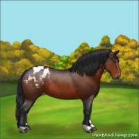 Horse Color:Brown Appaloosa 