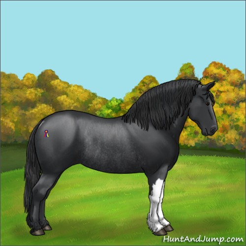 Horse Color:Black Rabicano 