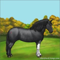 Horse Color:Black Rabicano 