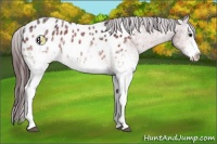 Horse Color:White Spotted Bay Ice Appaloosa 